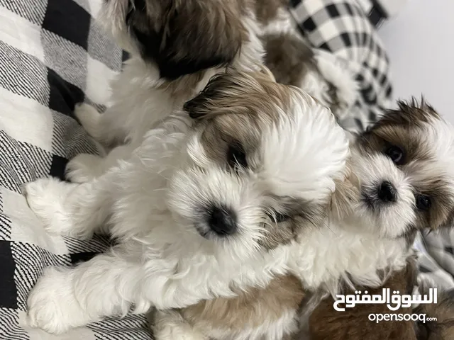 Shitzu puppies 45 days old