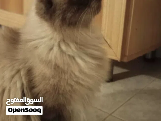 قط هملاها تشوكلت انثى
