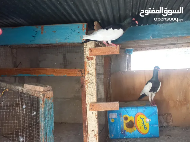 طواير يهوديات نخب شغلات على المضمون