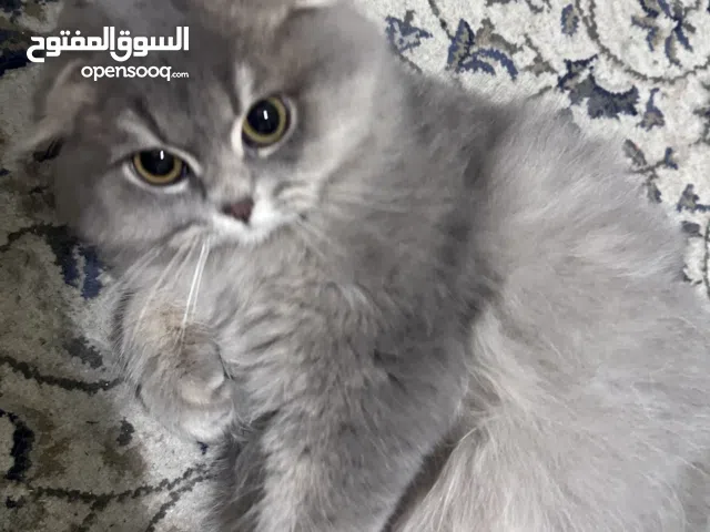 قطط سكوتش فولد للبيع