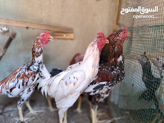 ديوك هندي عمر 8 أشهر للبيع ( العدد 4)