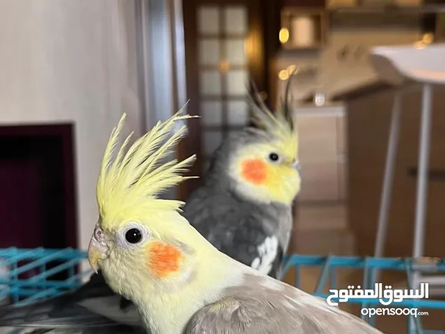 زوج ببغاء كوكتيل