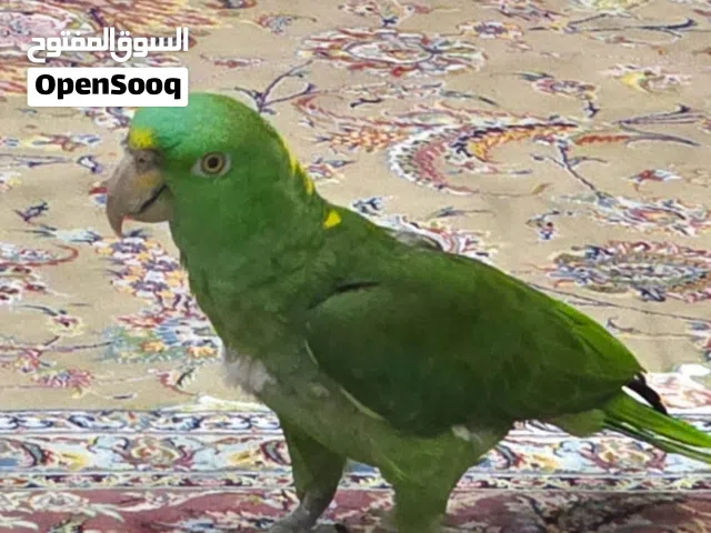 يلوناب أمازون متكلم