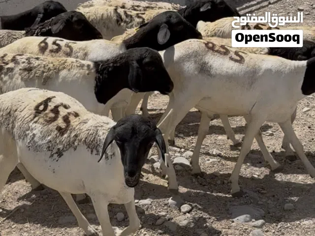 احجز أضحيتك واستلم يوم العيد وبأقل الاسعار