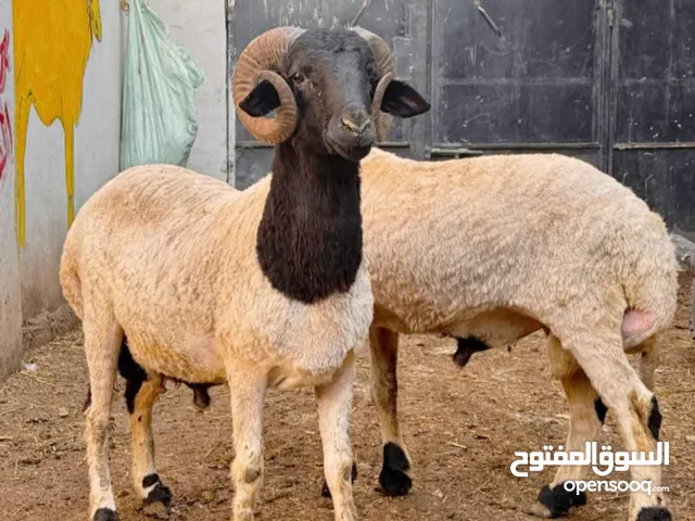 افضل جوده وافضل سعر في مصر