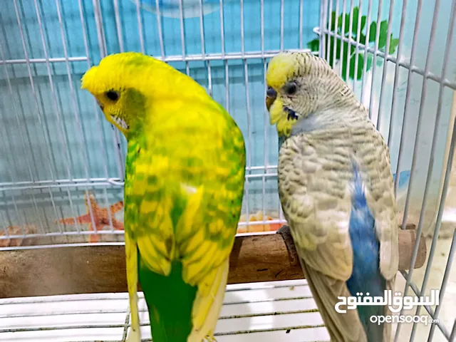 طيور بادجي ريمبو عصافير الحب للبيع