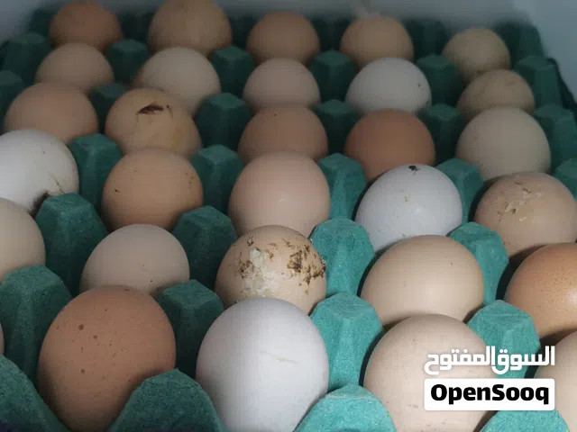 للبيع بيض فرنسي احمر البيور