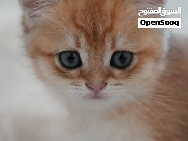 مع توصيل اسكوتيش و بريتش Scottish and British with delivery
