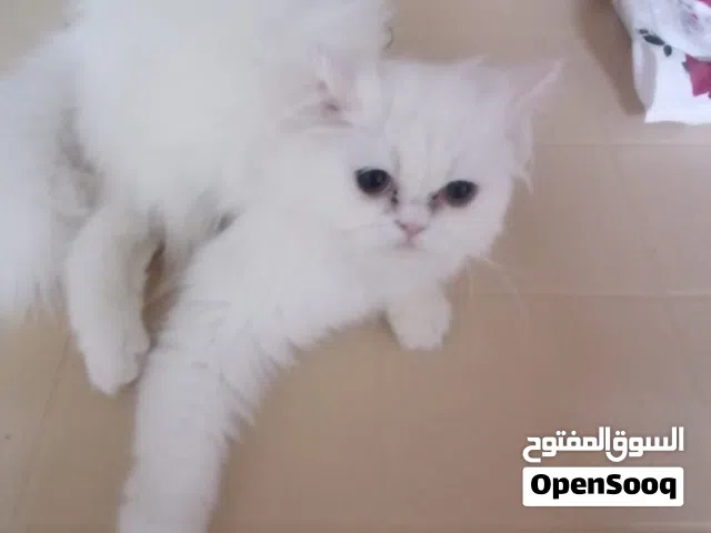 قطط للتبني