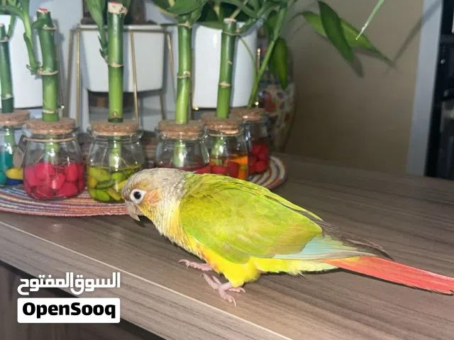 بيعة سريعة كنيور