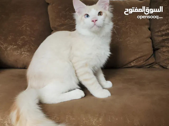 10-20k each maine coon champion lines