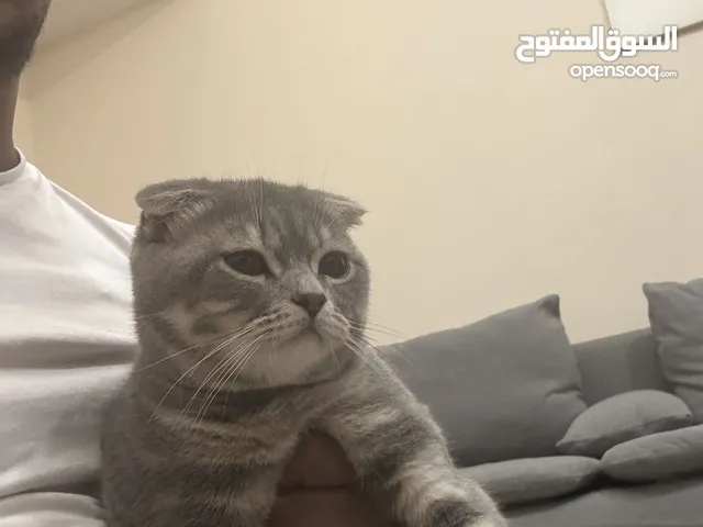 Very high quality and beautiful Scottish Fold Cat