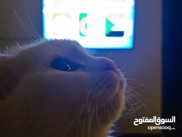 قط انثى العمر 7 اشهر اللون ابيض بصحه جيدا جدًا السعر15 بيها مجال البصره-باب الهوى
