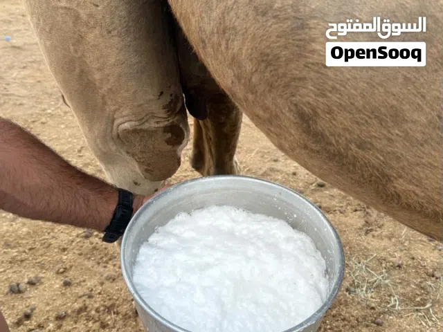 ناقه حليب للبيع تحتها قعود