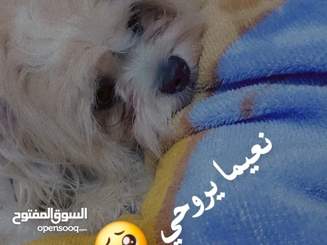 كلب مالتيز
