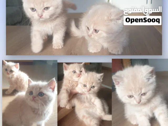قطط سكوتش ستريت لون كريمي بعمر شهرين  Scottish Straight Creamy 2 Months