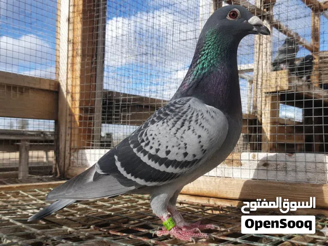 طير زاجل رقم واحد مشارك بسبع سباقات وكلهم فايز بيهن السعر/35,000 وبي مجال