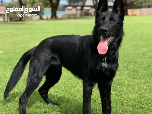 German Shepherd Puppies for Sale
