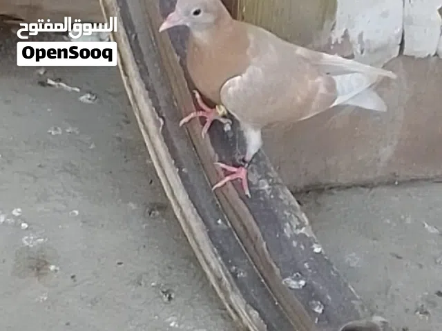 السلام عليكم مخلف لوت اصفر للبيع او مراوس طير مال السنه أمهاته خوش حمام
