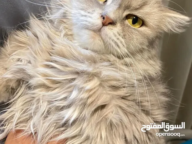3 cats for adoption persian scottish fold and siberian قطط للتبني