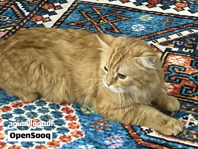 قط ذكر ( لون حليبي فاتح )