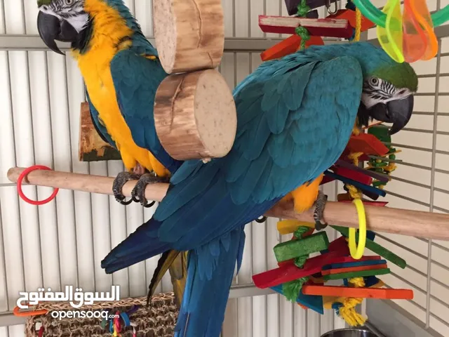 WHATSAPP 052.763.8320 BLUE AND GOLD MACAW PARROTS FOR ADOPTION