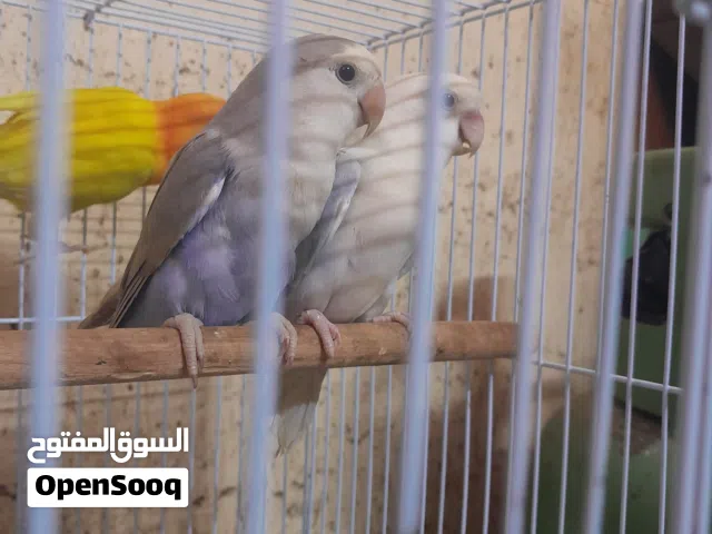 9ازوج غندور اقره الوصف افضل الك