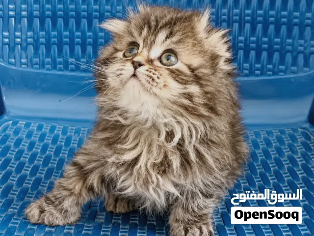 تبارك الرحمن كتن سكوتش قولدين بسعر مناسب جدا شورت هير جمجمه عريضه صحه ممتازه ما شاء الله.
