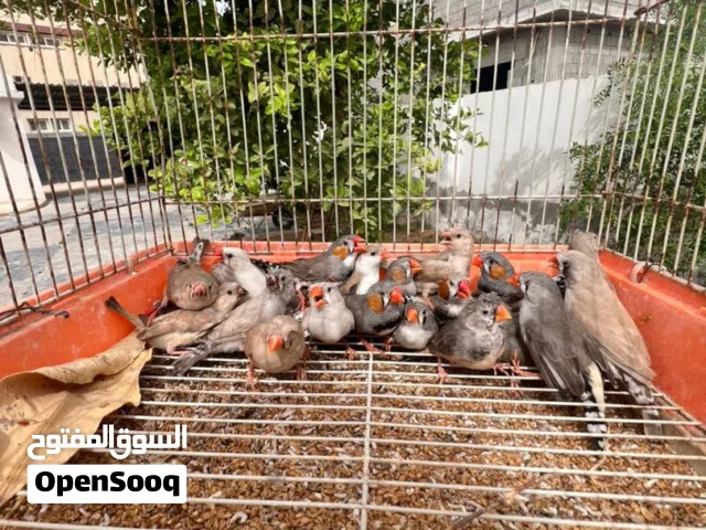 زيبرا امشوشه وعادية