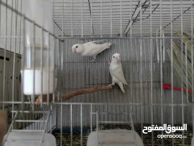 كوبية روز البينو