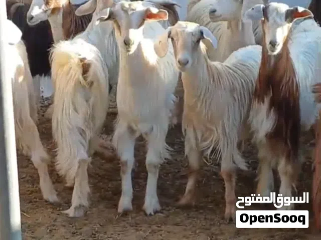 غنم تربیع محلي مالدار عمر سغیر عشار مدني غنم نديف