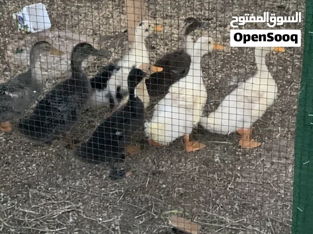 بشوش عدد 8 للبيع