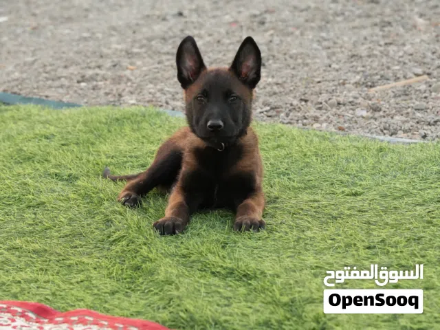 جراء مالنو (ذكر) Belgian Malinois