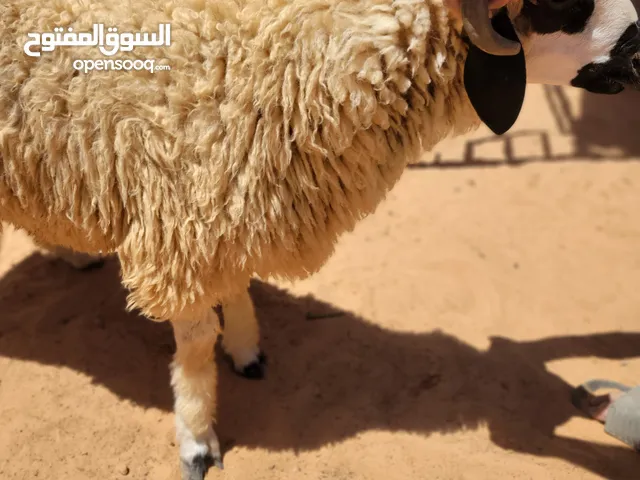اضاحي عيد 2025