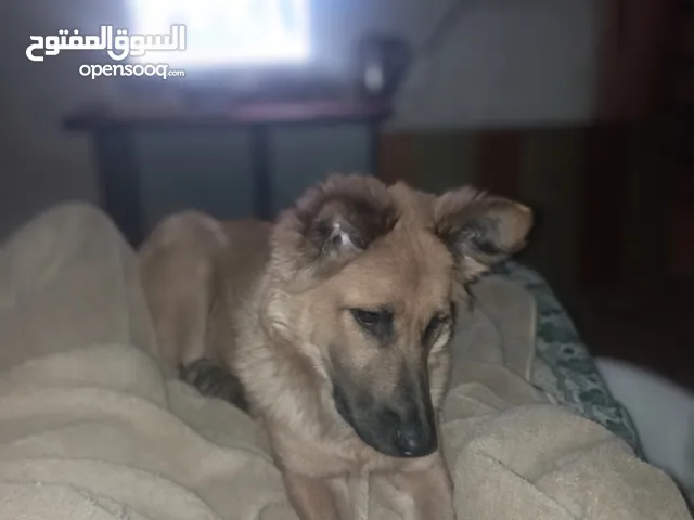 جيردن اصفر.. 6 شهور ذكر 3000ج نظيف ومخرجش من الييت