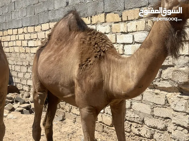 قعدان حيران مكلوفات الله يبارك