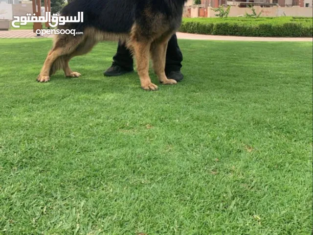 بعد طول انتظار الان و لفتره محدوده جدا متاح جراء جرمن شيبرد المانى أصول بلجيكيه