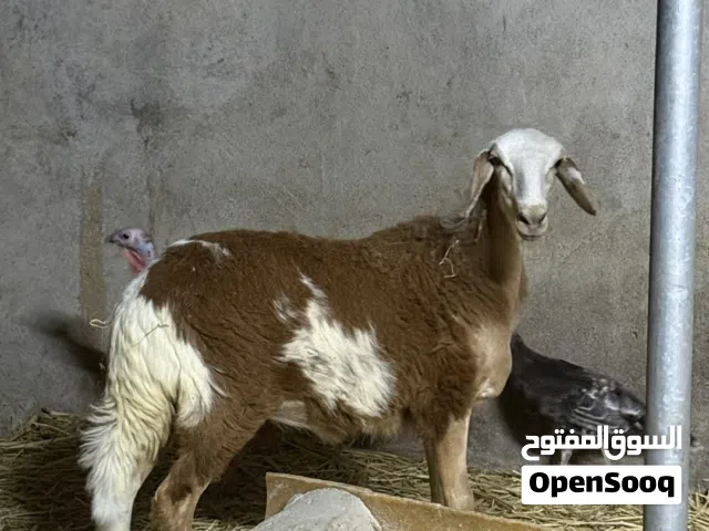 حمله سودانيه اصل بدون تهجين 100%