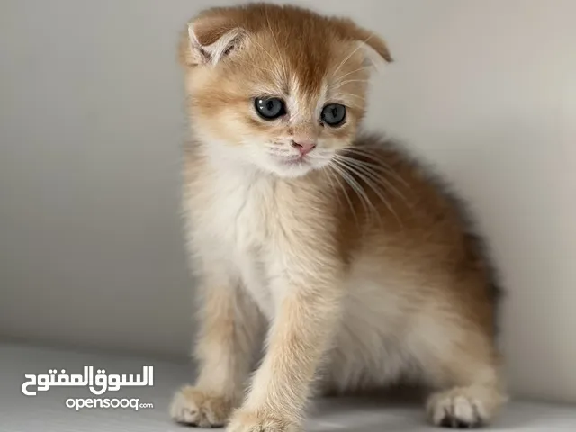 انثى ny12 فولد للبيع
