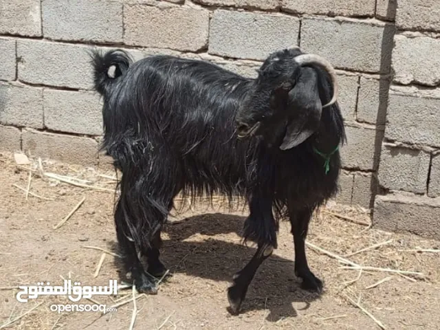 ماعز للبيع