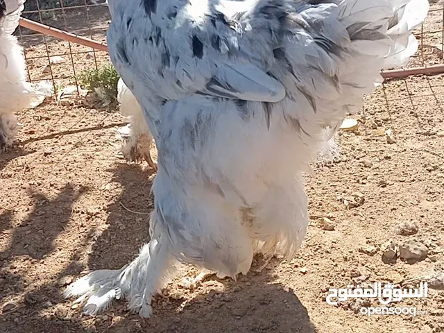 جاج براهمي سوبر جامبو