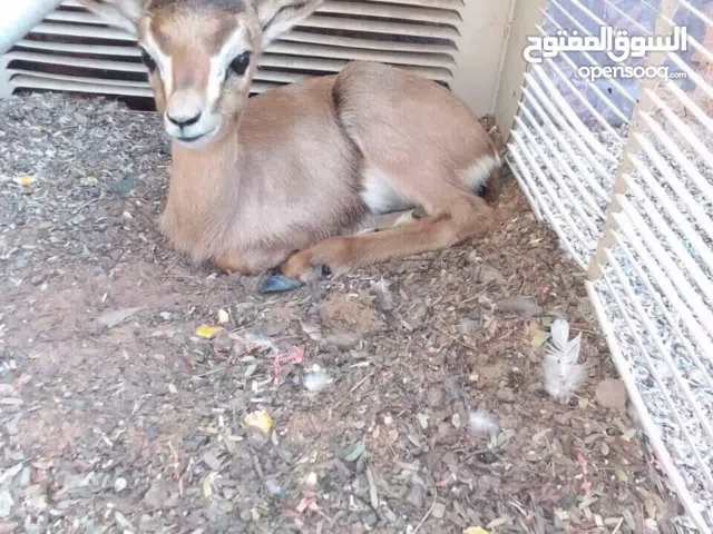 انثى غزال دماني انثى عمرها شهر ونص ب 2500 درهم التواصل عبر الواتساب فقط