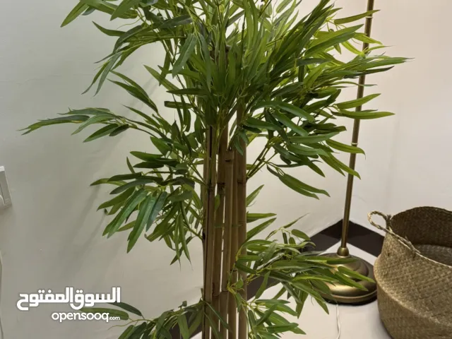 شجره البامبو والسله الخوص