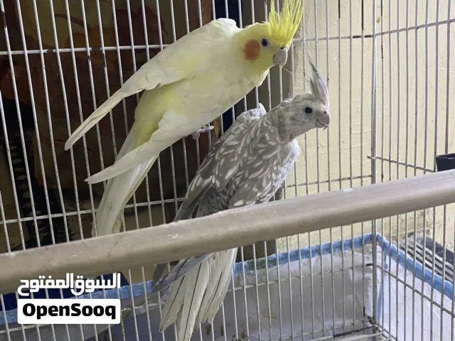 زوج كوكتيل منتج بزارات فحل شكري عيون حمر ونثيه نكليزيه طيور صحه ونضافه فول _________________________