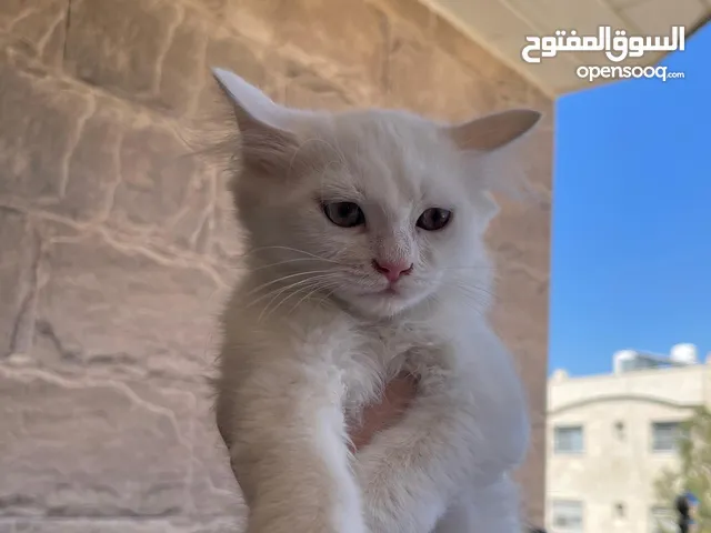 قطط متنوعه لطيفه ومميزه للتبني للجاديين فقط الرجاء عدم الاحراج
