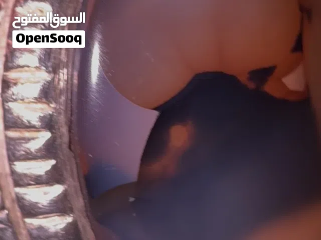 لا يتكرر، خاتم عقيق يماني مصور
