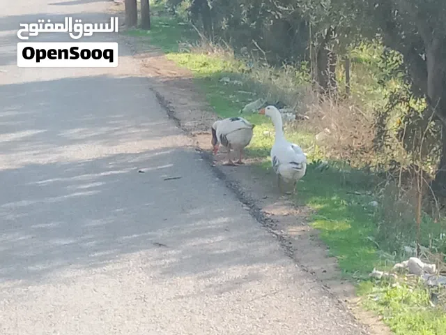 متاح بفضل لله جوز وز صحه ونظافه ما شاء الله   للبيع او للبدل على جاج بلدي