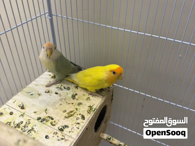 للبيع لوف بيرد ألوان مختلفة وصحه ممتازة