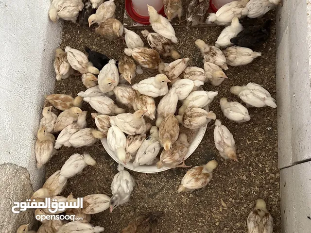 صيصان لوهمن سلاله نضيفه العمر بين15/20يوم ماخذات كل المطاعيم