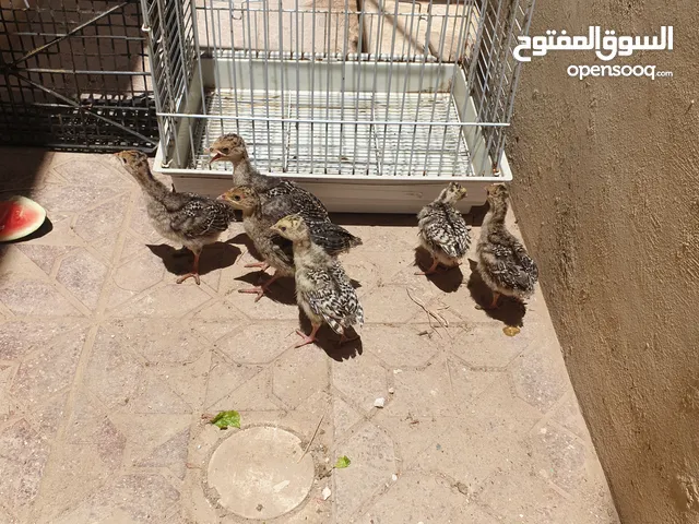 6 صيصان حبش